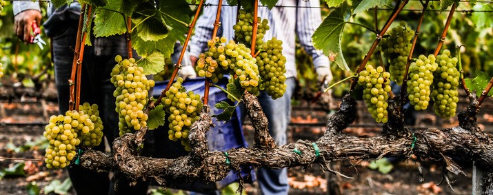 About Staglin Family Vineyard